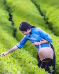 荷叶闲客短篇小说集