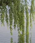 江柳台